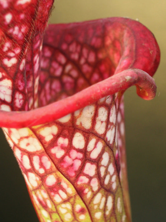 Sarracenia leucophylla  L75 MK Chipola River, FL