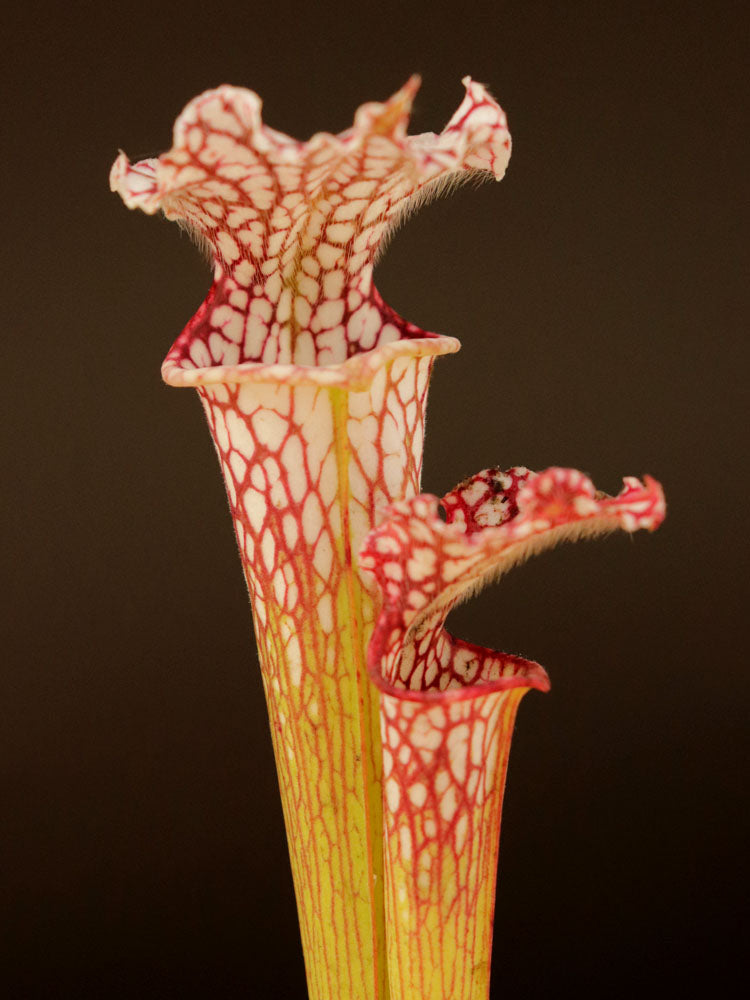 Sarracenia leucophylla  "Giant"  L77C MK