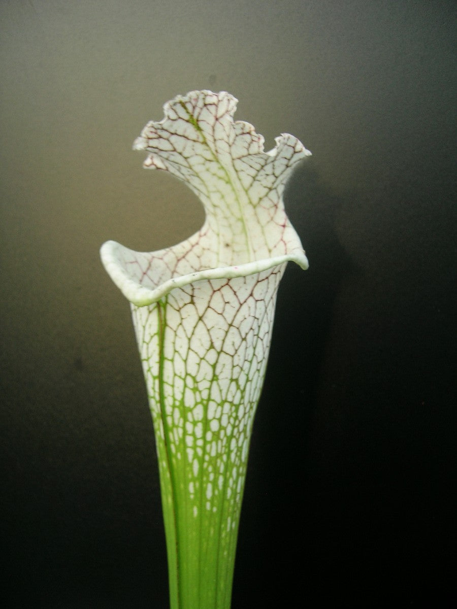 Sarracenia leucophylla  L78 MK  Santa Rosa Co.