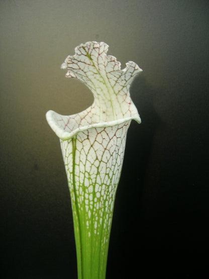 Sarracenia leucophylla  L78 MK  Santa Rosa Co.