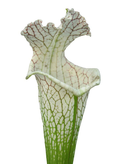 Sarracenia leucophylla  L78 MK  Santa Rosa Co.