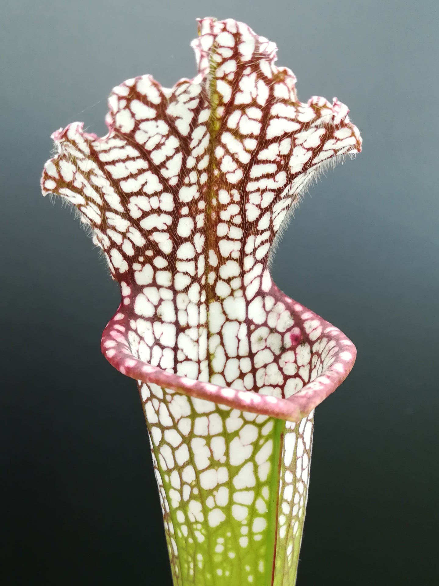 Sarracenia leucophylla  L83 MK  Red & white form, Crestview, FL