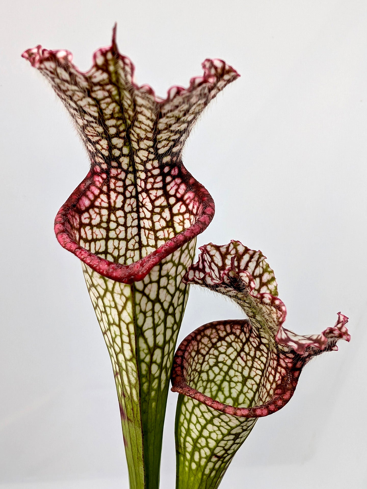 Sarracenia leucophylla "Red Lip" L89 MK