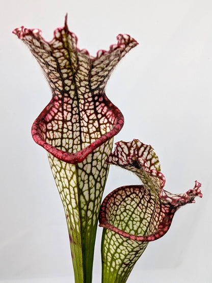 Sarracenia leucophylla "Red Lip" L89 MK