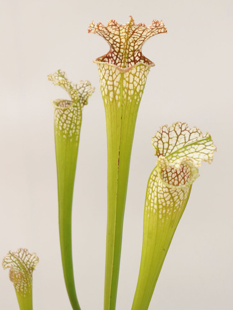 Sarracenia leucophylla  " South Alabama" L8 MK