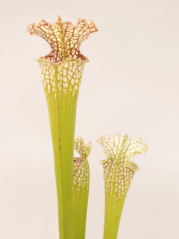 Sarracenia leucophylla  " South Alabama" L8 MK