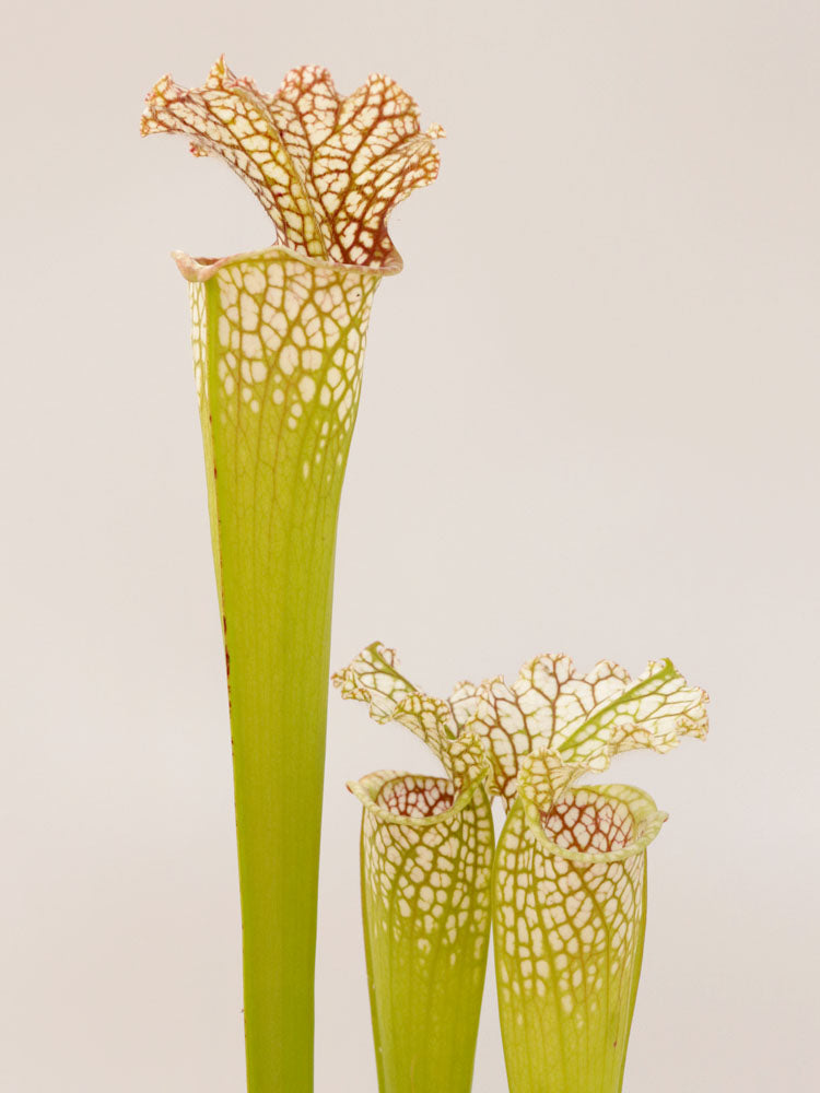Sarracenia leucophylla  " South Alabama" L8 MK