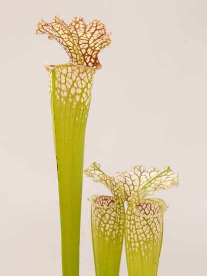 Sarracenia leucophylla  " South Alabama" L8 MK