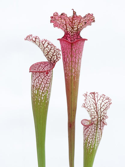 L8 GC  Sarracenia leucophylla