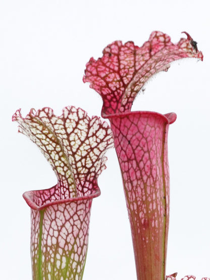 L8 GC  Sarracenia leucophylla