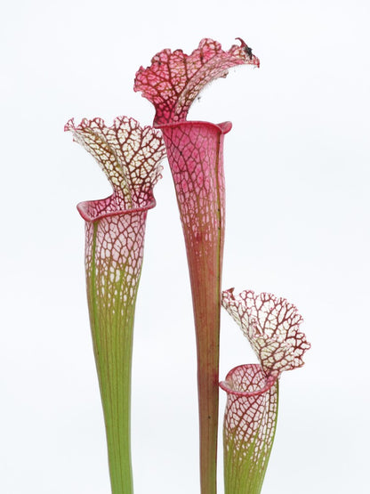 L8 GC  Sarracenia leucophylla
