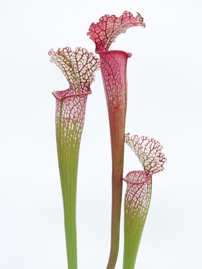 L8 GC  Sarracenia leucophylla