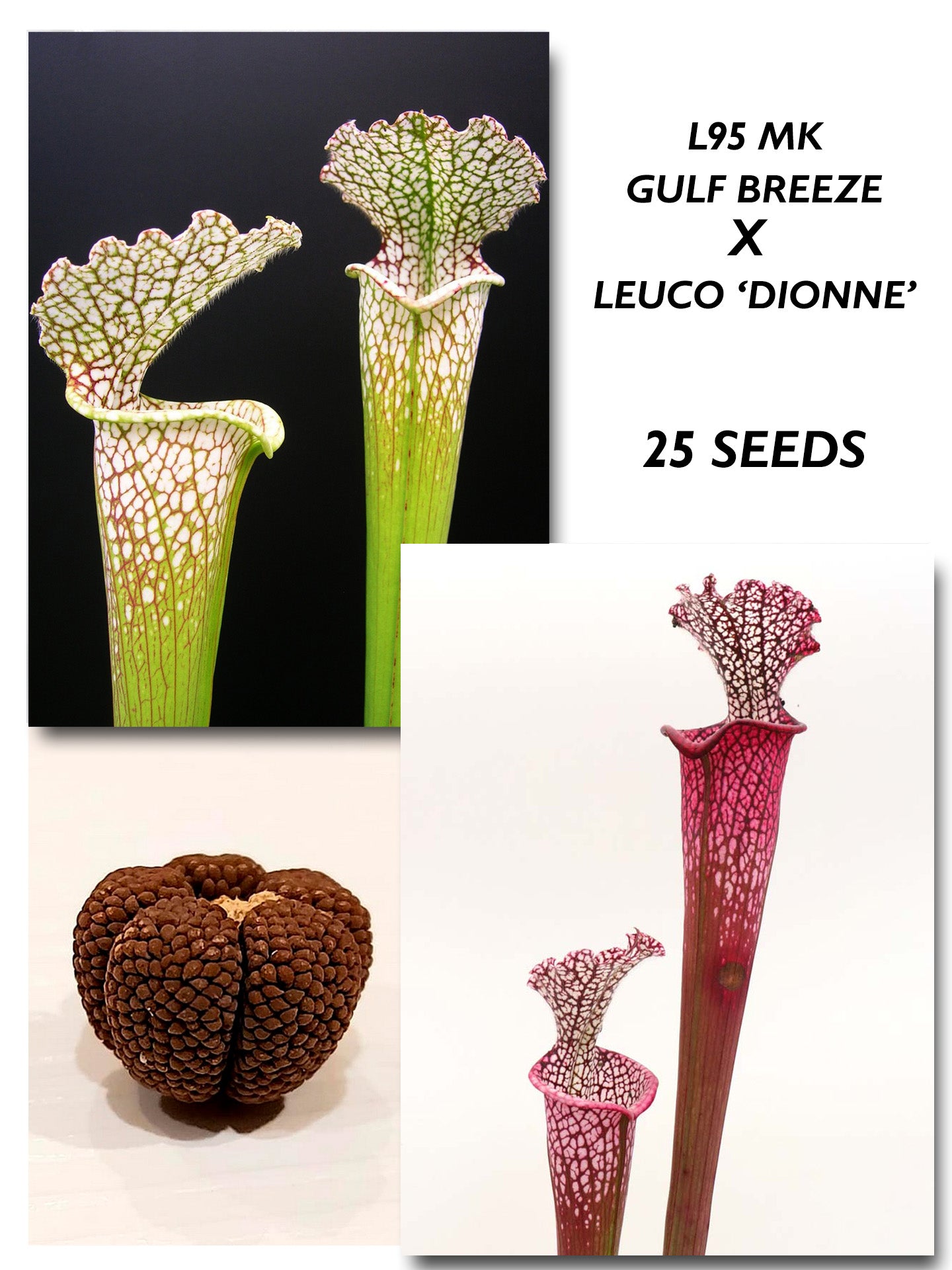 SARRACENIA LEUCOPHYLLA GULF BREEZE X DIONNE