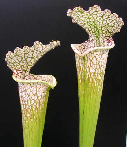 Sarracenia leucophylla L95 MK Gulf Breeze