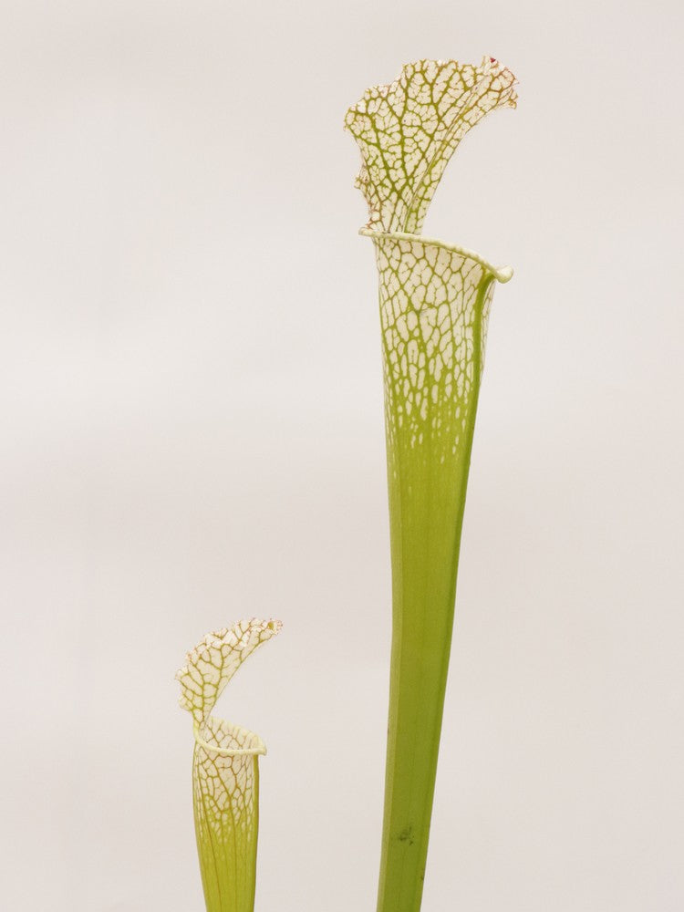 Sarracenia leucophylla  L97 MK  Ben’s Bog, Baldwin Co.