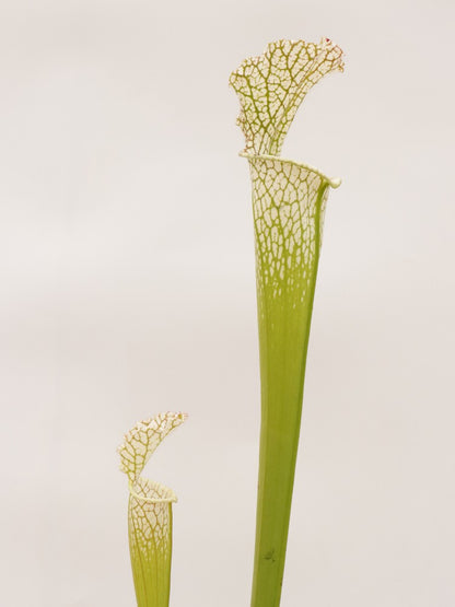 Sarracenia leucophylla  L97 MK  Ben’s Bog, Baldwin Co.