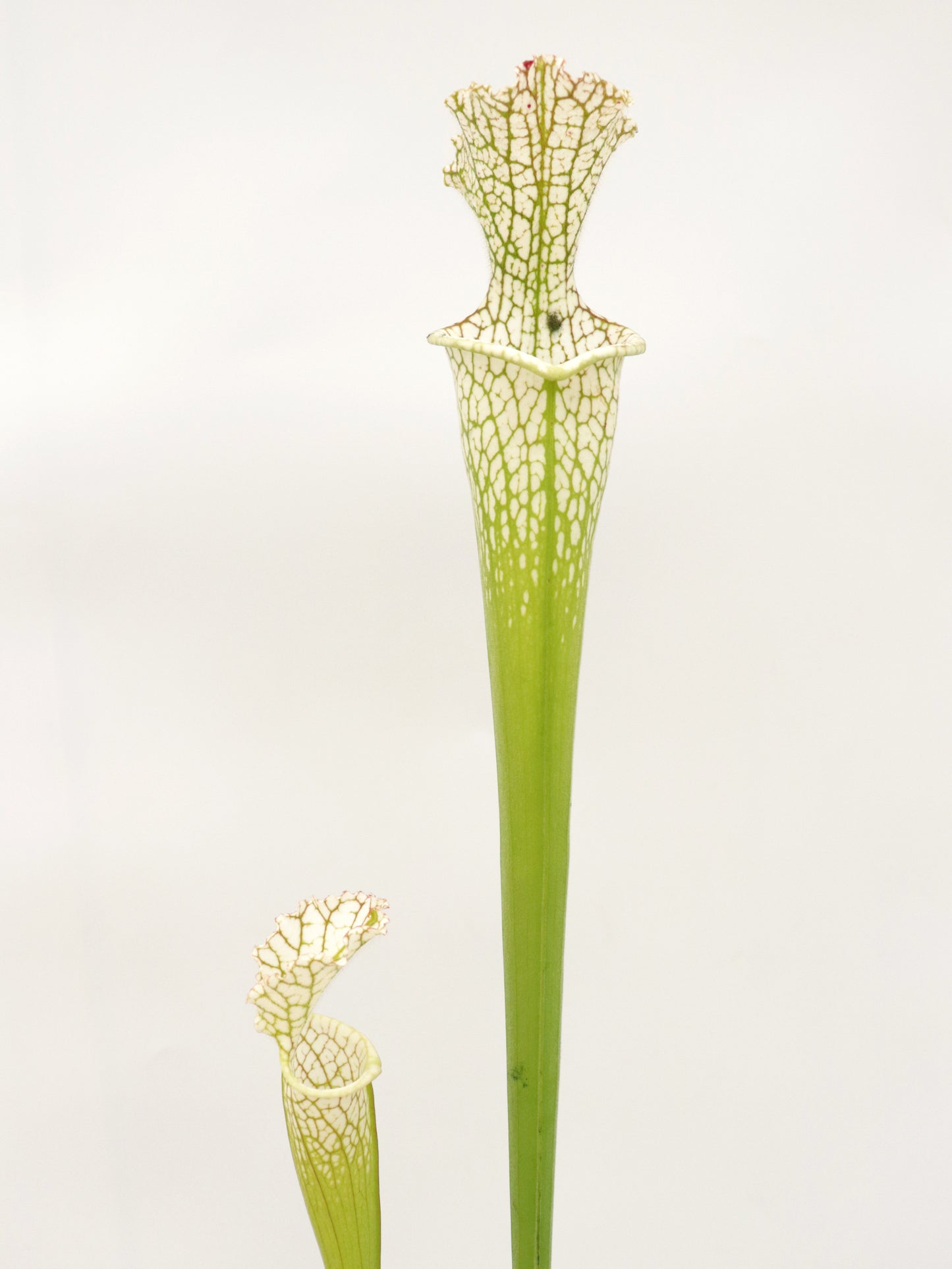 Sarracenia leucophylla  L97 MK  Ben’s Bog, Baldwin Co.