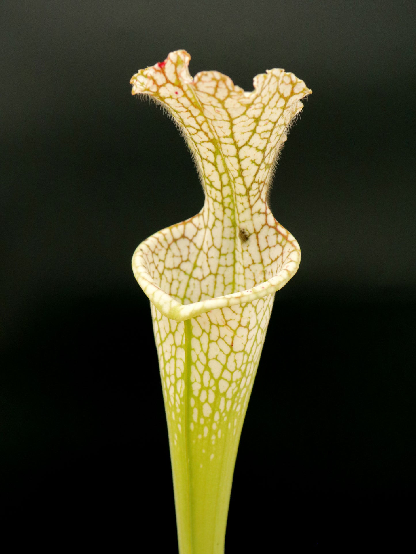 Sarracenia leucophylla  L97 MK  Ben’s Bog, Baldwin Co.
