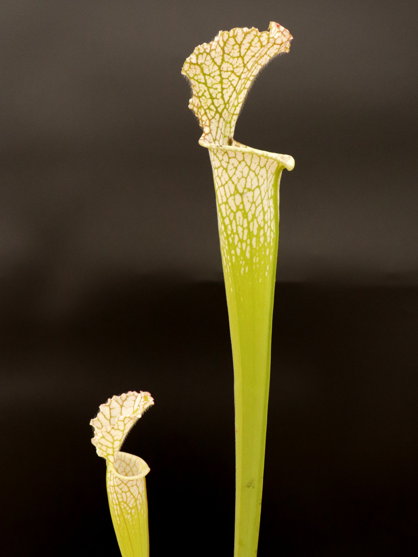 Sarracenia leucophylla  L97 MK  Ben’s Bog, Baldwin Co.