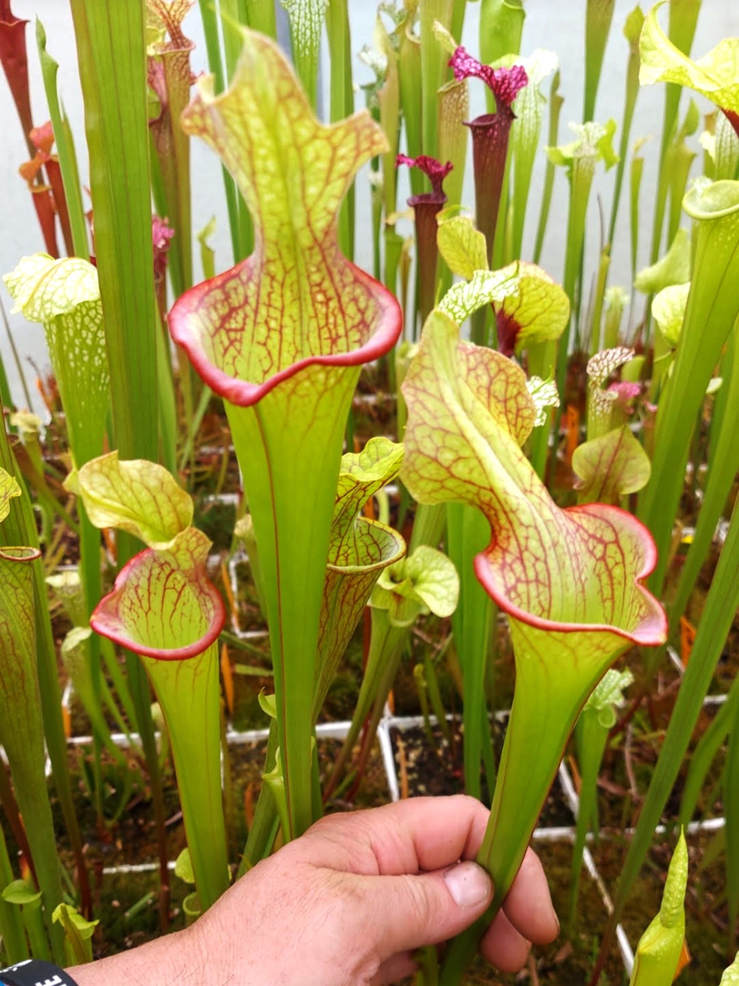 H25 GC  Sarracenia "Lady Adrian"