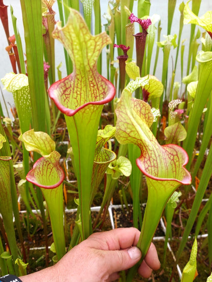 H25 GC  Sarracenia "Lady Adrian"