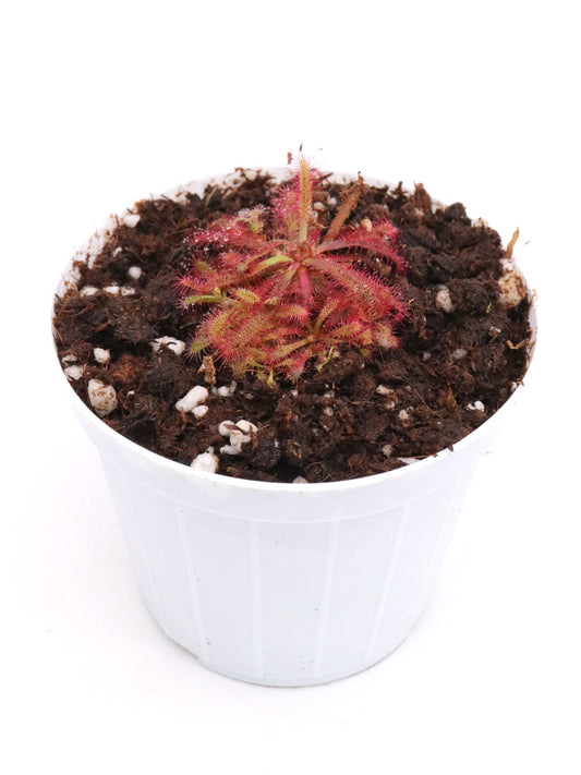 Drosera latifolia „Giant“ Serra Do Cabral, Brasilien