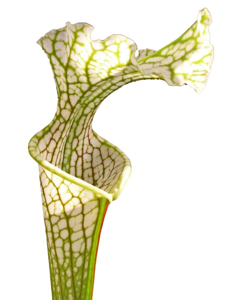 Sarracenia leucophylla LE40 RVO