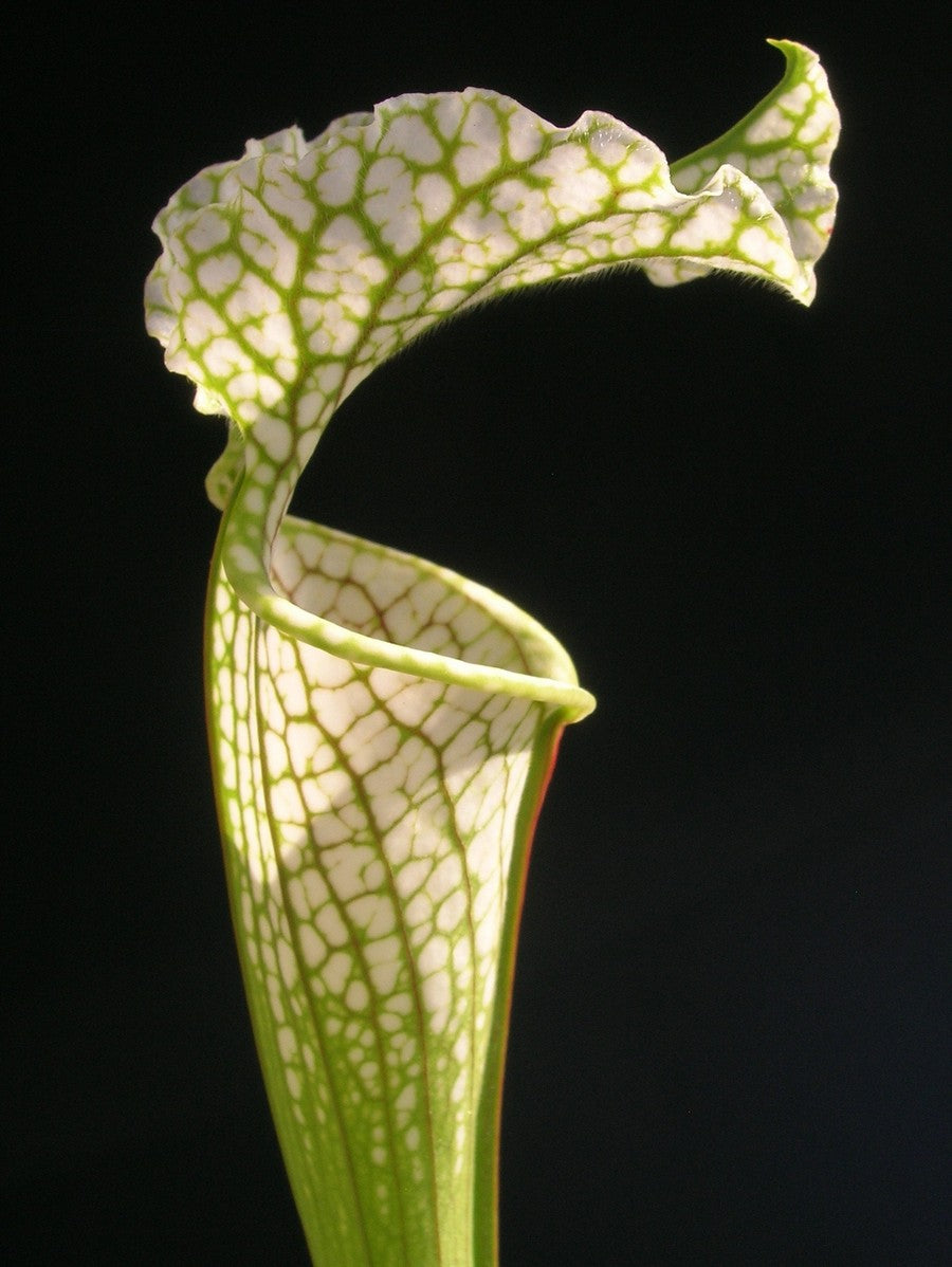 Sarracenia leucophylla LE40 RVO