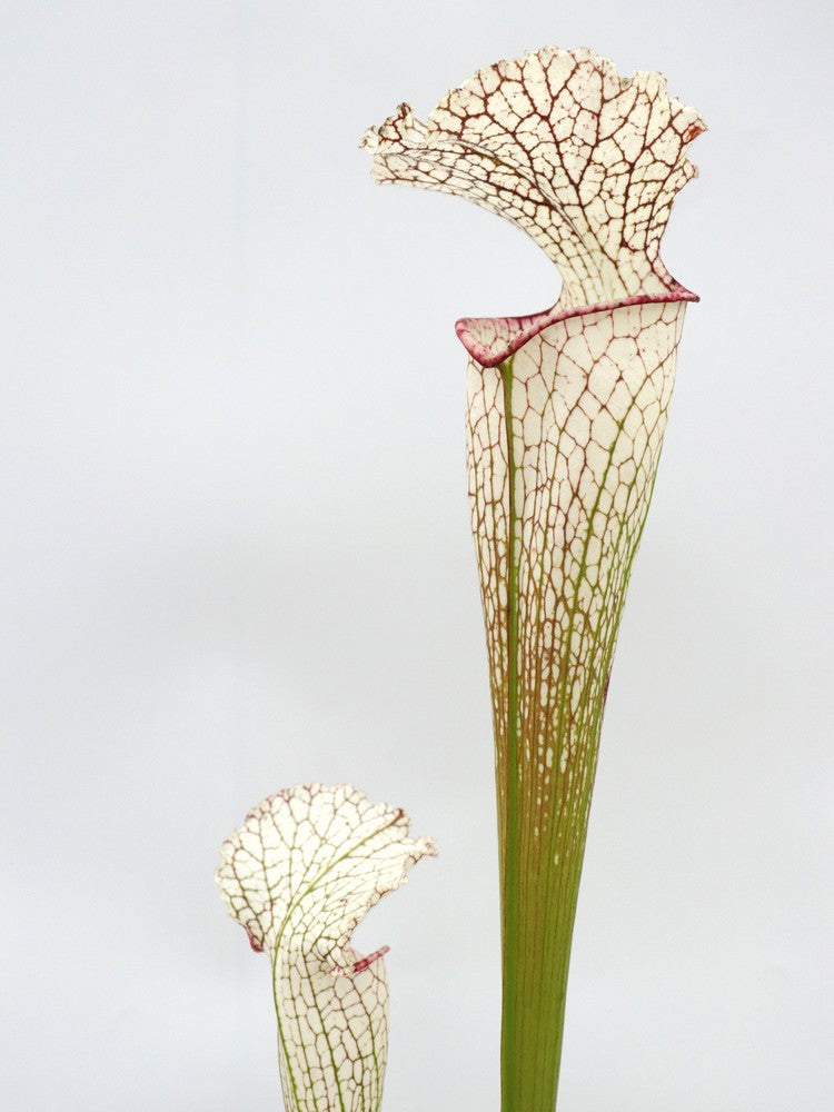 Sarracenia leucophylla  LE44 RVO