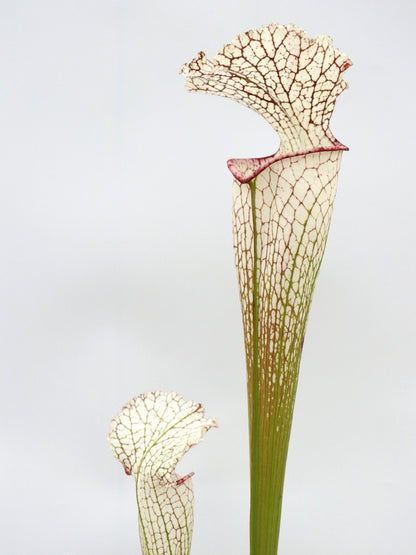 Sarracenia leucophylla  LE44 RVO