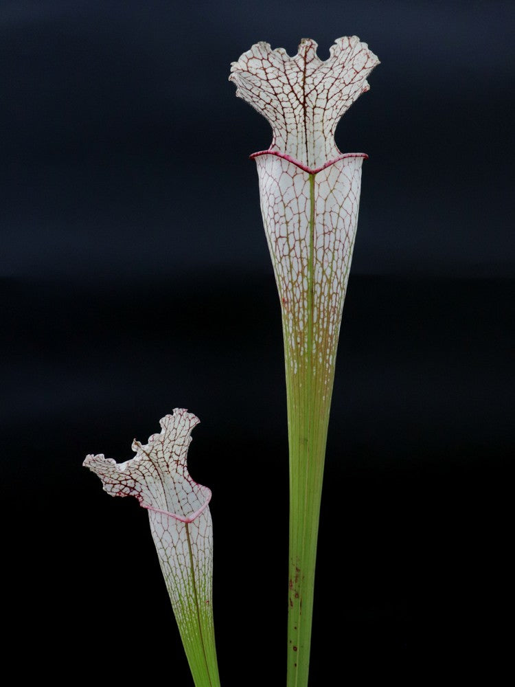 Sarracenia leucophylla  LE44 RVO