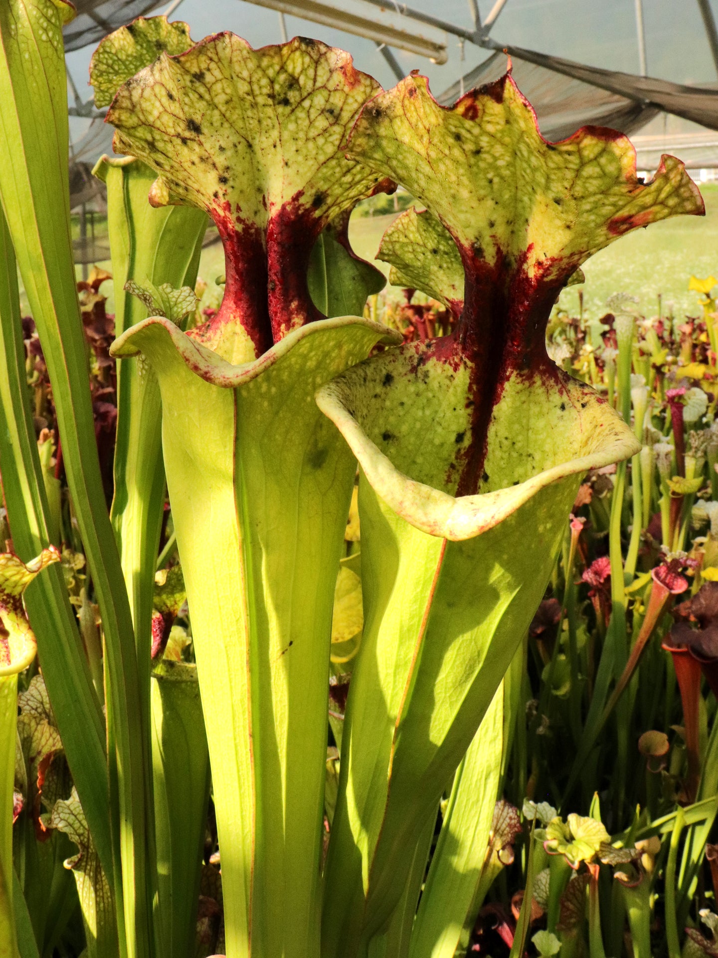 Sarracenia 'Leah Wilkerson'  H112 MK