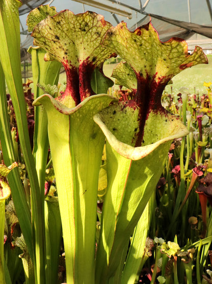 Sarracenia 'Leah Wilkerson'  H112 MK