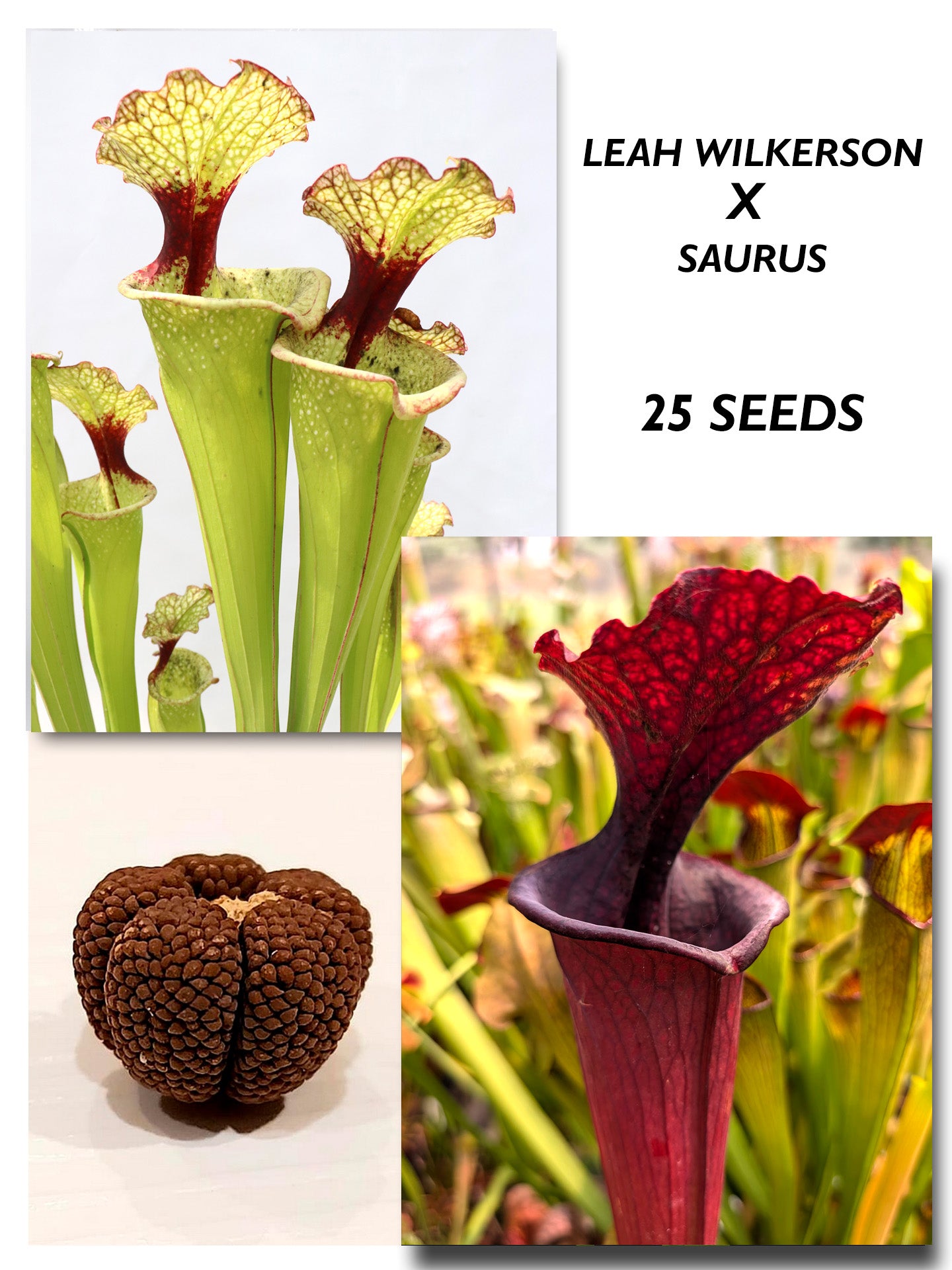 SARRACENIA 'LEAH WILKERSON' X 'SAURUS'