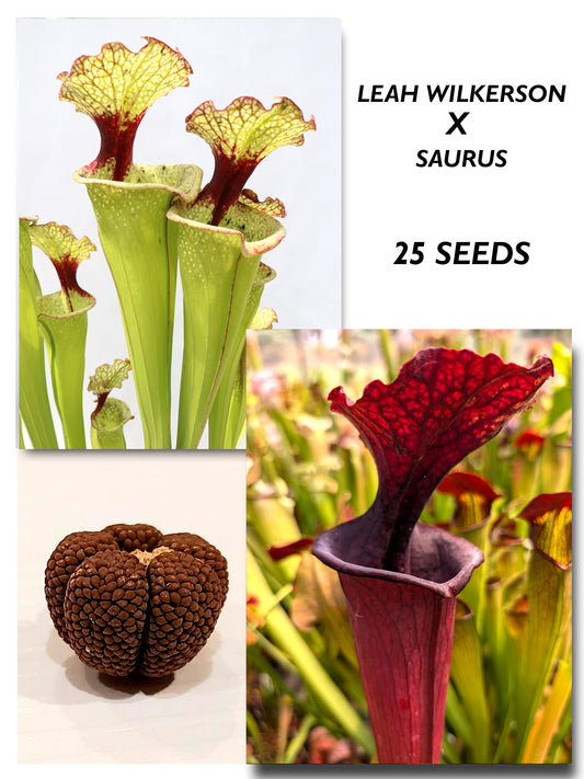 SARRACENIA 'LEAH WILKERSON' X 'SAURUS'