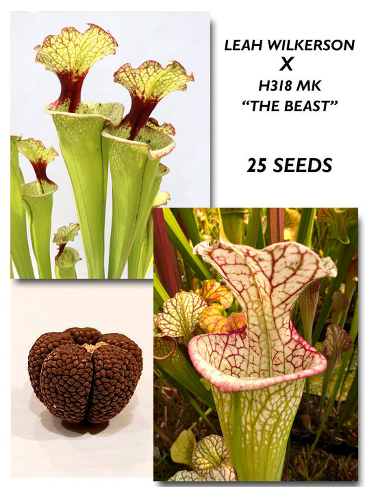 SARRACENIA 'LEAH WILKERSON' X "THE BEAST" H318 MK