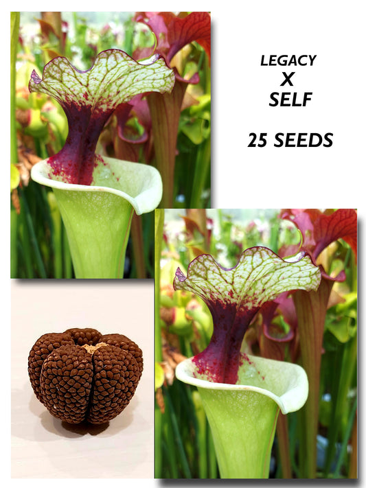 SARRACENIA 'LEGACY' X SELF
