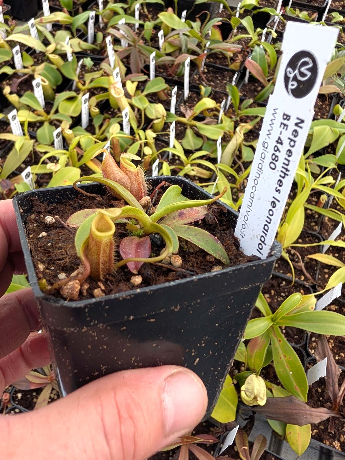 Nepenthes leonardoi BE-4680