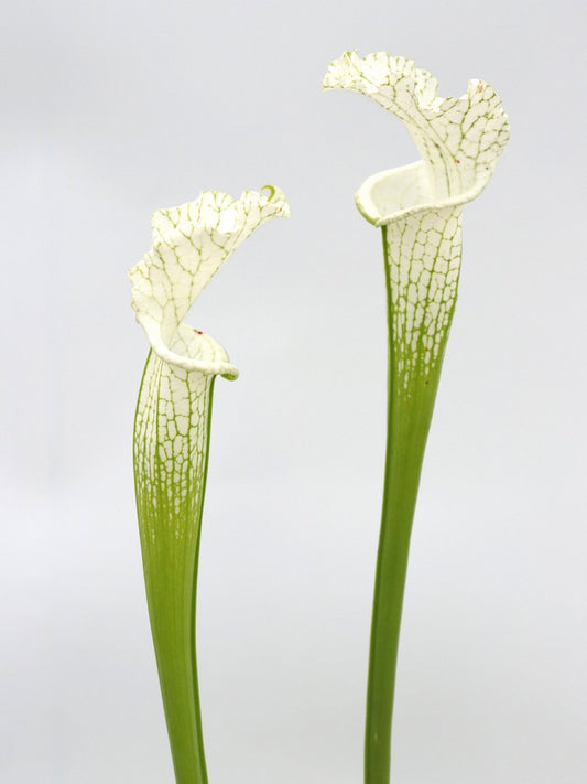 Sarracenia leucophylla var. Dawn L45 MK Perdido, AL