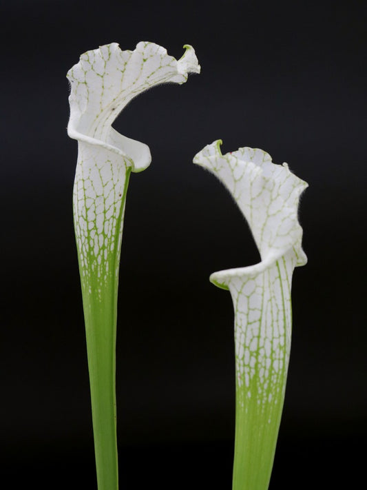 Sarracenia leucophylla var. alba