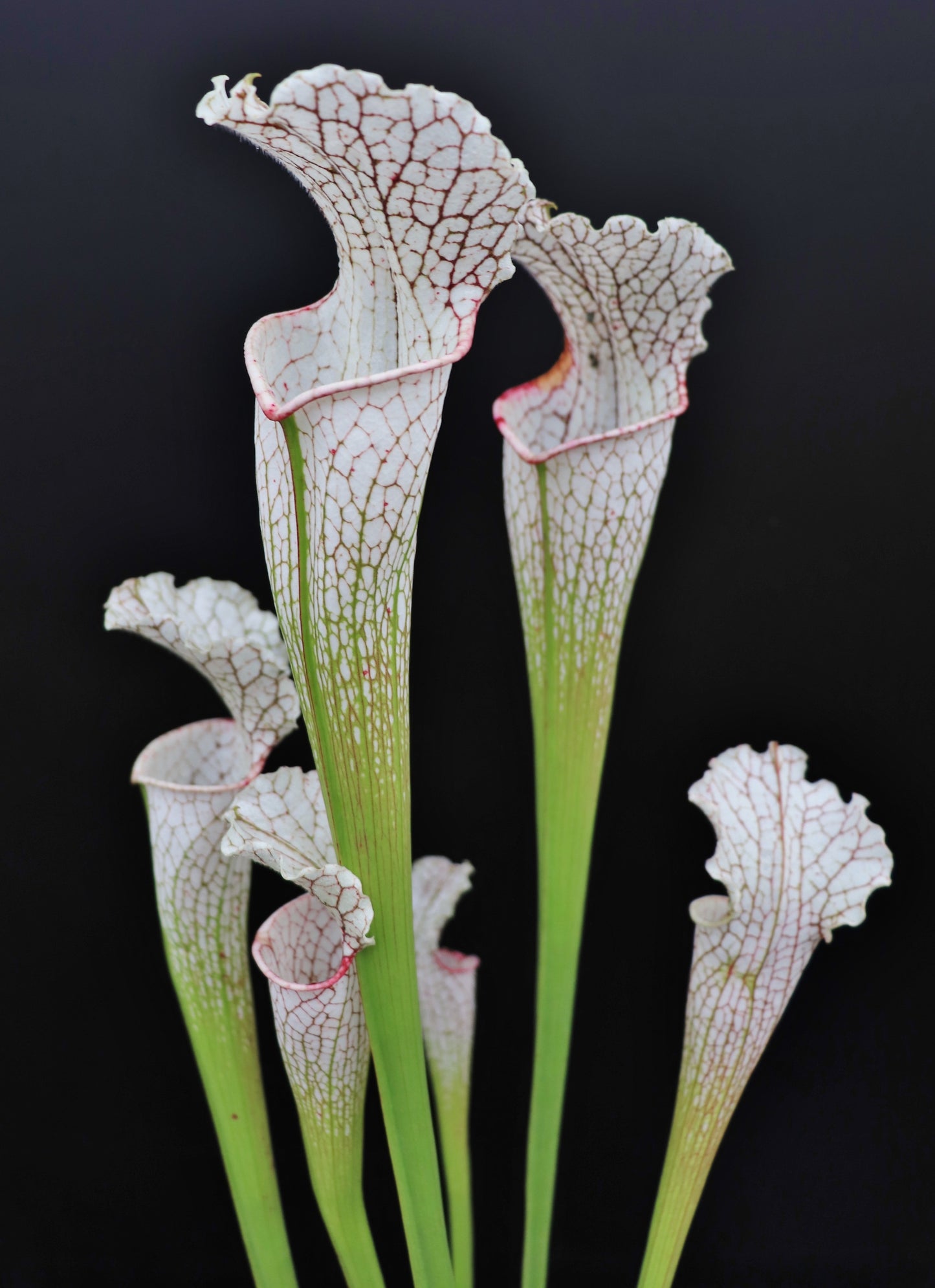 Sarracenia leucophylla  Citronelle, Alabama