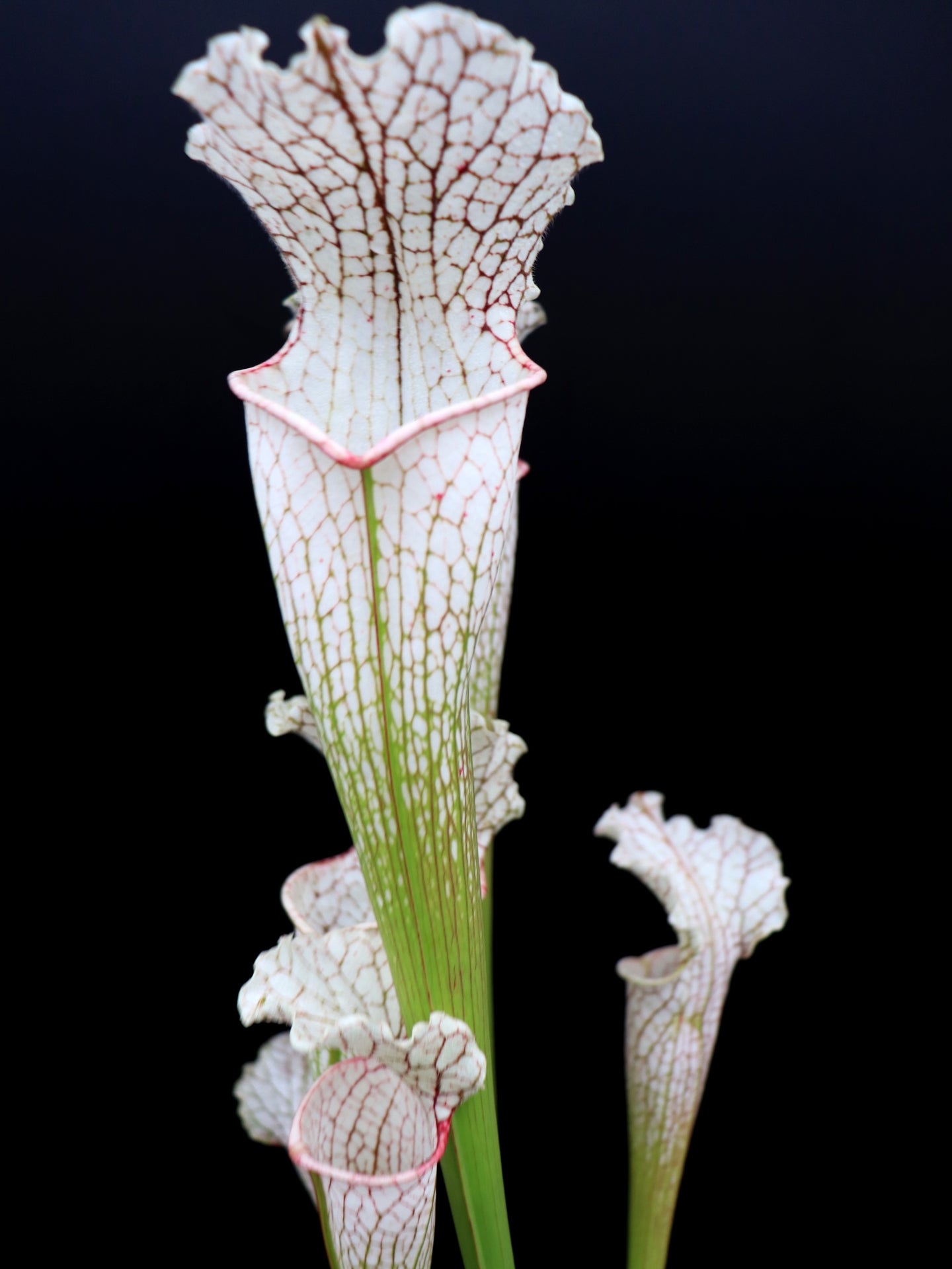 Sarracenia leucophylla  Citronelle, Alabama