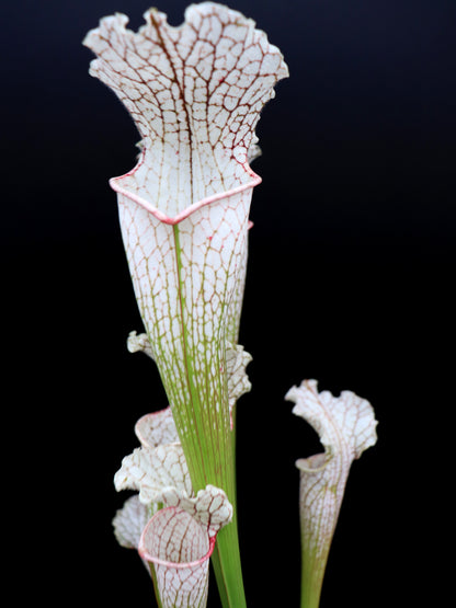 Sarracenia leucophylla  Citronelle, Alabama