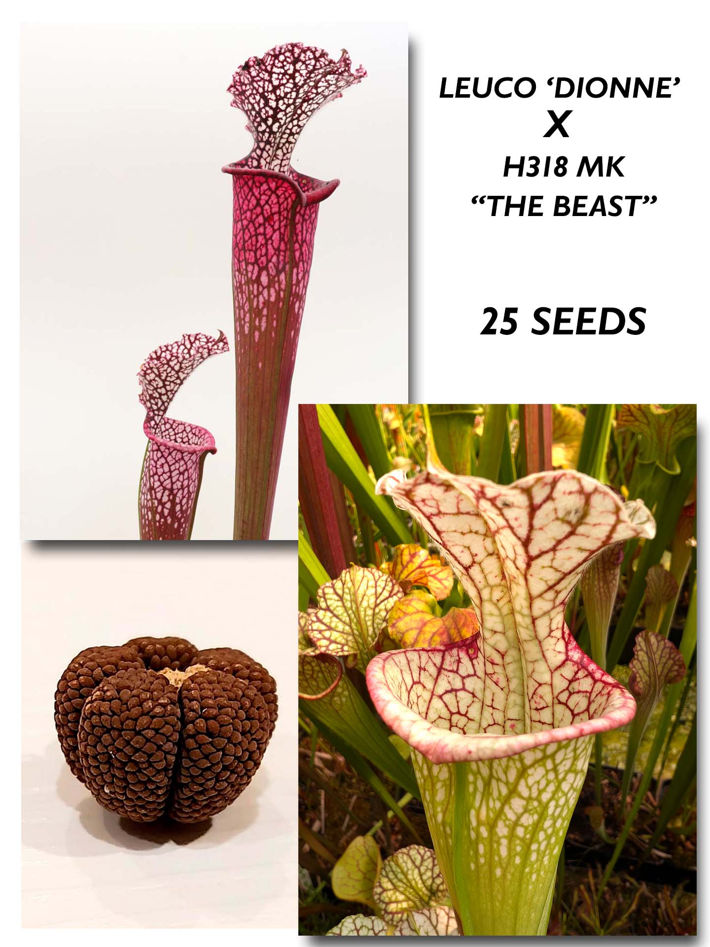 SARRACENIA 'DIONNE' X "THE BEAST" H318 MK