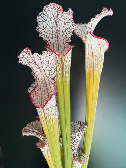 Sarracenia leucophylla  "Marston clone"