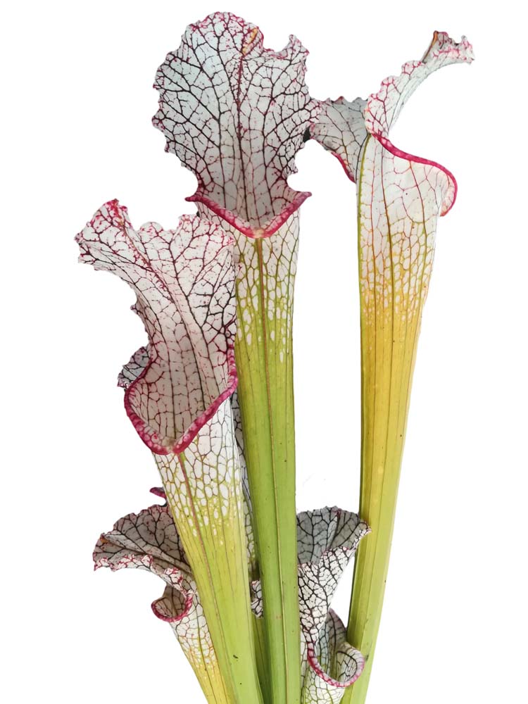 Sarracenia leucophylla  "Marston clone"