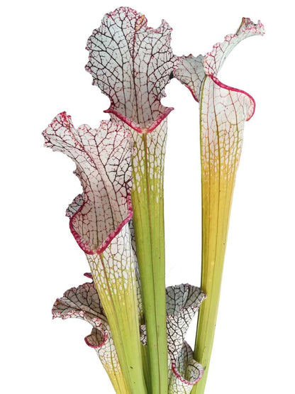 Sarracenia leucophylla  "Marston clone"