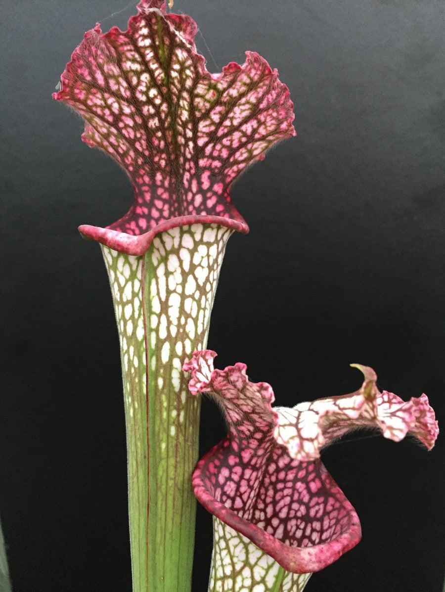 Sarracenia leucophylla Red &amp; White x leuco alba #28 Klein