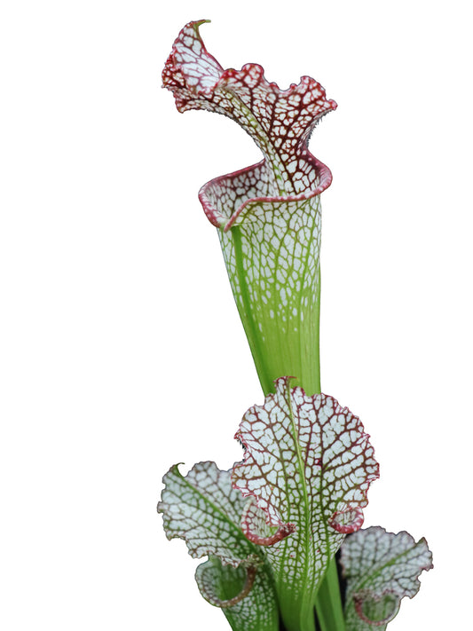 Sarracenia leucophylla Red &amp; White, Marsure-Klon