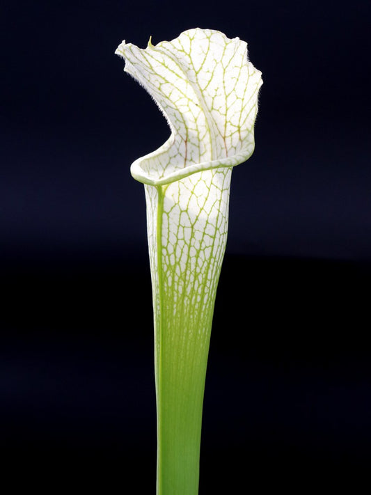 Sarracenia leucophylla "White Top" x L14 MK Russell Road, Citronelle, AL